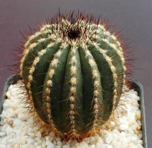 Uebelmannia_pectinifera_5